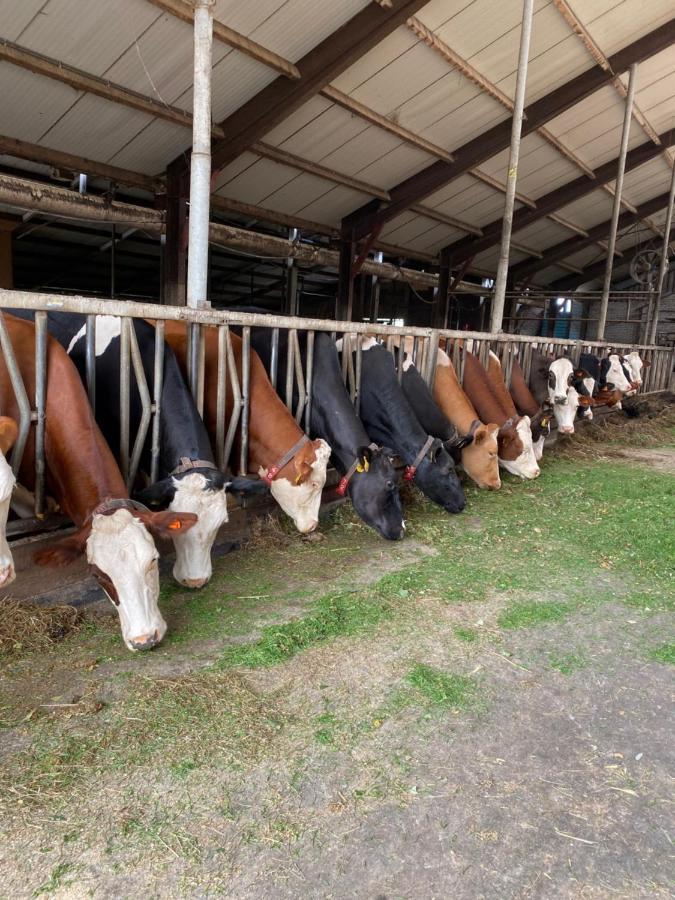 Leimuiden Herberg Boerderij De Straat-Hof Bed & Breakfast エクステリア 写真