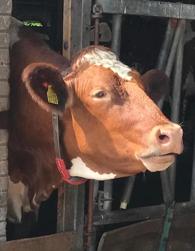 Leimuiden Herberg Boerderij De Straat-Hof Bed & Breakfast エクステリア 写真