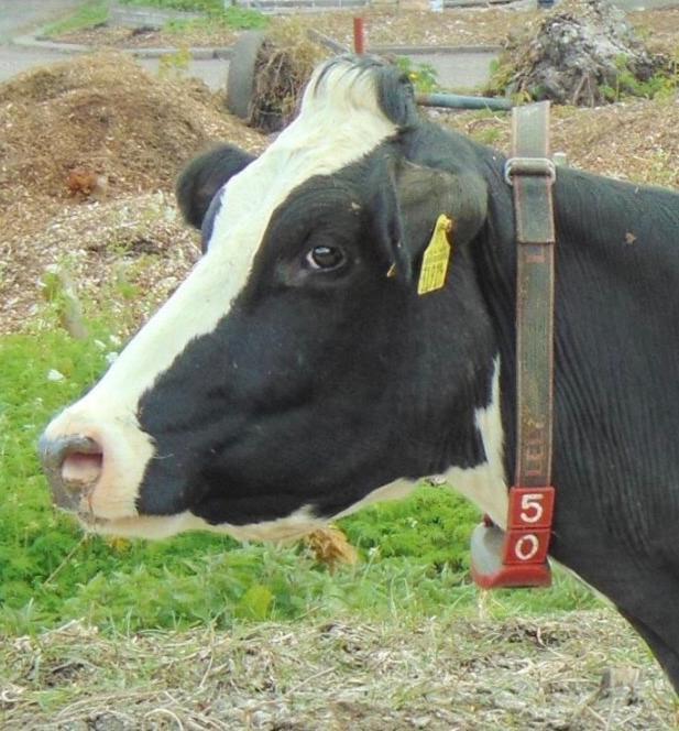 Leimuiden Herberg Boerderij De Straat-Hof Bed & Breakfast エクステリア 写真
