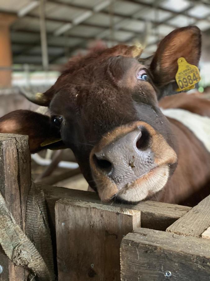 Leimuiden Herberg Boerderij De Straat-Hof Bed & Breakfast エクステリア 写真