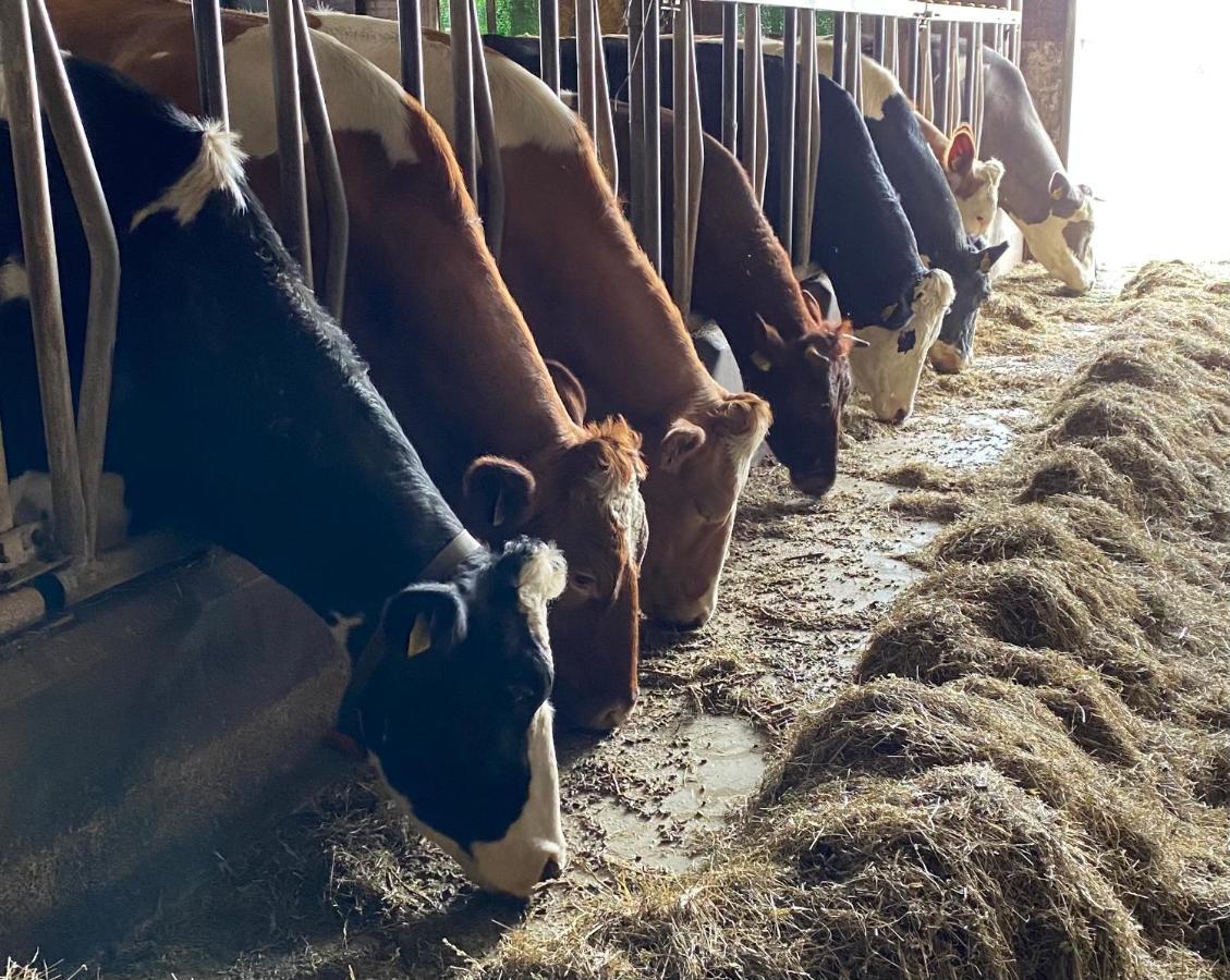 Leimuiden Herberg Boerderij De Straat-Hof Bed & Breakfast エクステリア 写真