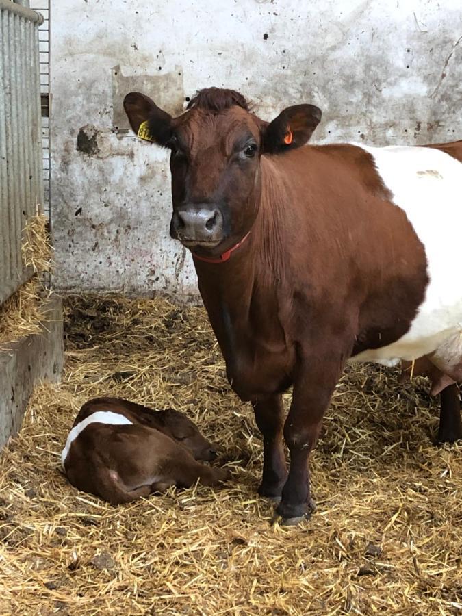 Leimuiden Herberg Boerderij De Straat-Hof Bed & Breakfast エクステリア 写真