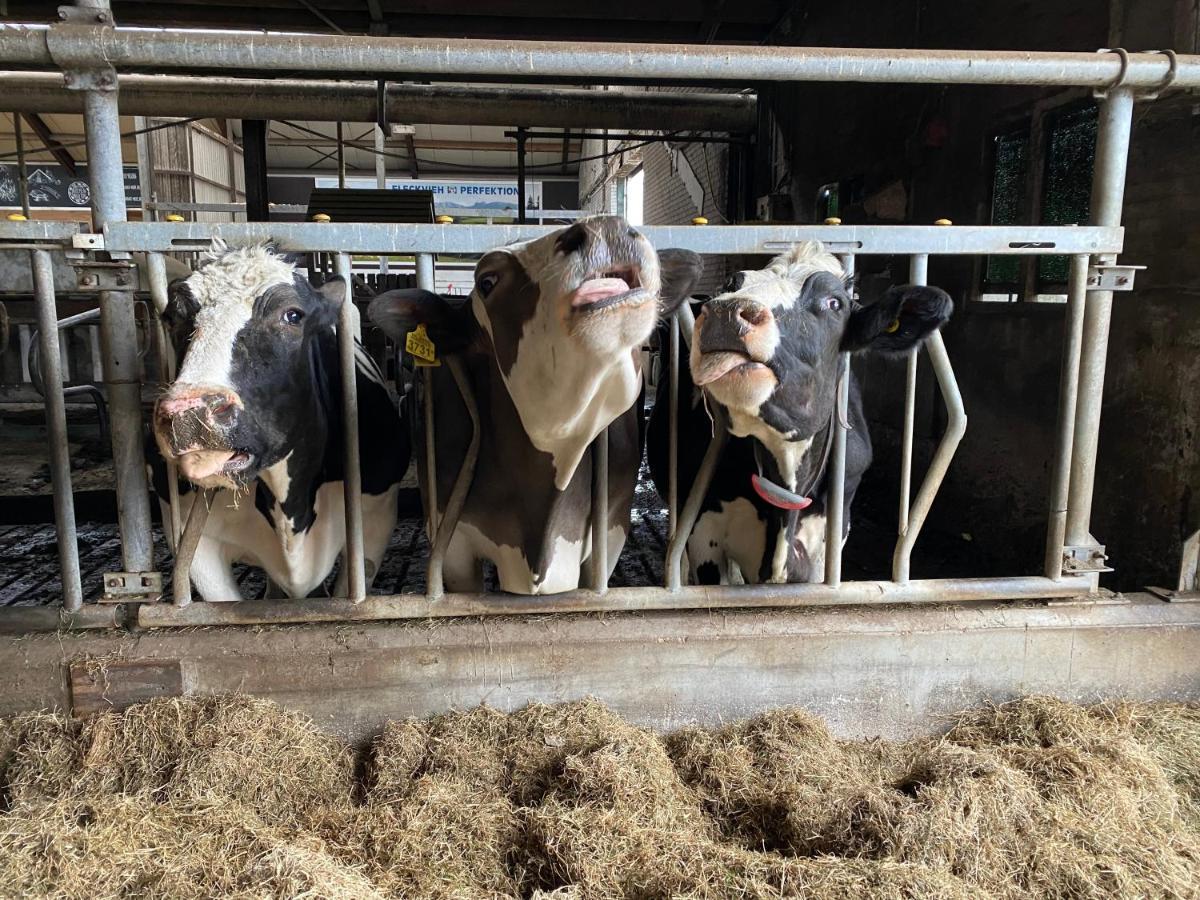Leimuiden Herberg Boerderij De Straat-Hof Bed & Breakfast エクステリア 写真
