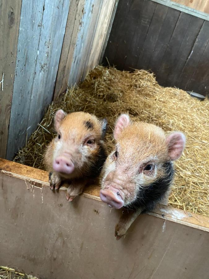 Leimuiden Herberg Boerderij De Straat-Hof Bed & Breakfast エクステリア 写真